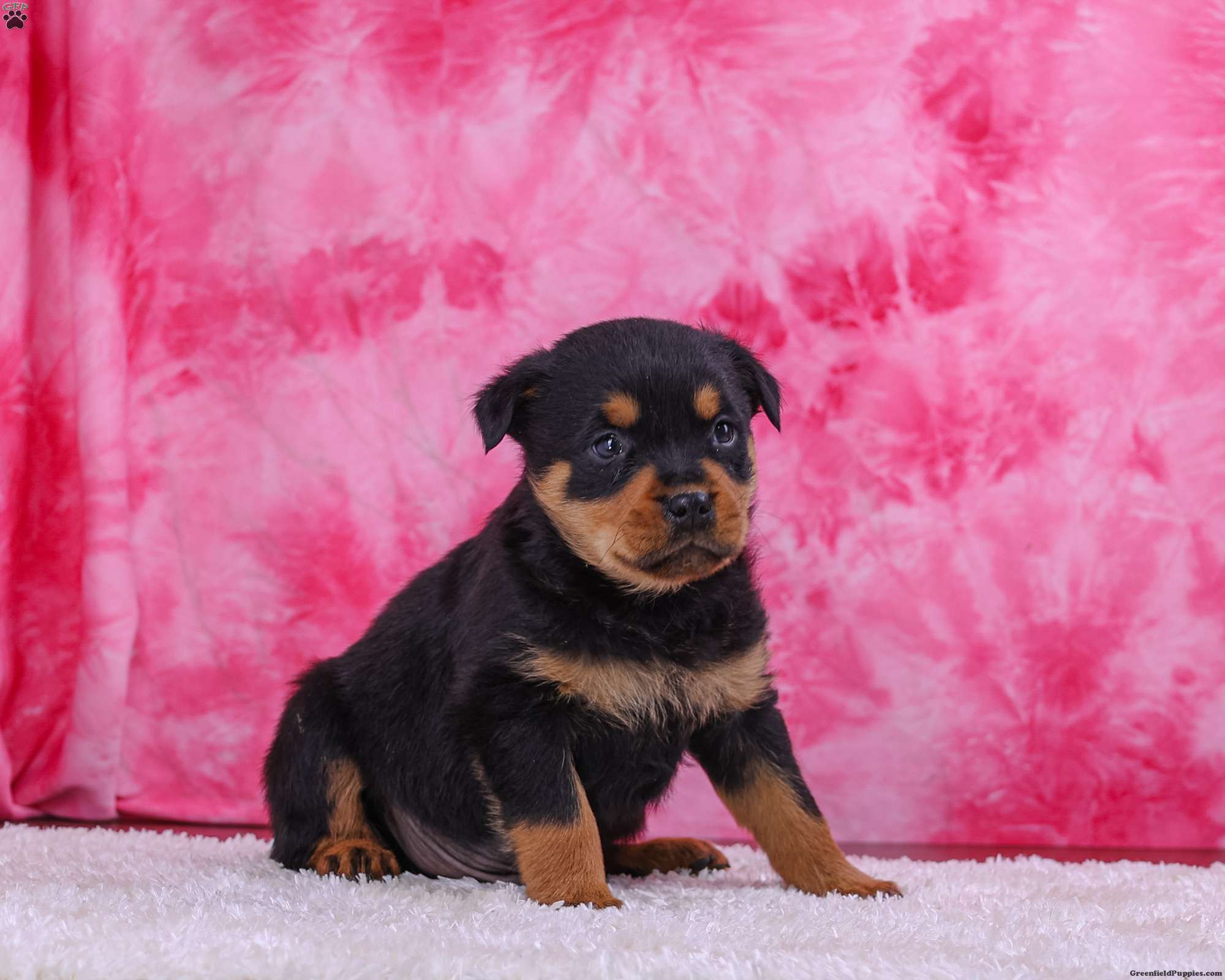 Diesel Rottweiler Puppy For Sale in Ohio